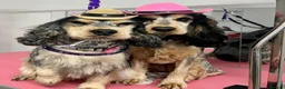 Cocker Spaniel dogs for sale: Beautiful show Cocker spaniel girl  - Advert 3