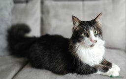 Mixed Breed cats for sale: Unique mixed breed stunning girl - Image 1