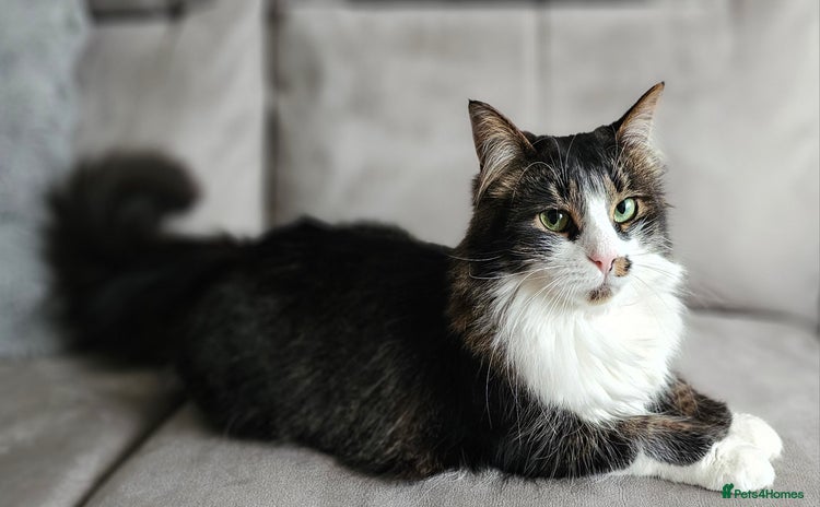 Mixed Breed cats - Advert 1