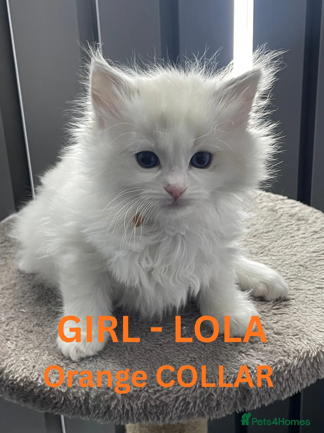 Ragdoll cats for sale: 4 lovely Blue Lynx Bicolour Ragdolls Kittens - Advert 12