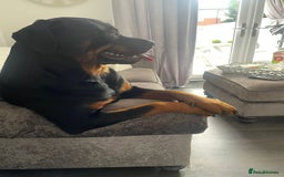 Rottweiler dogs for stud: Rottweiler for STUD only (not for sale/rehoming) - Advert 11