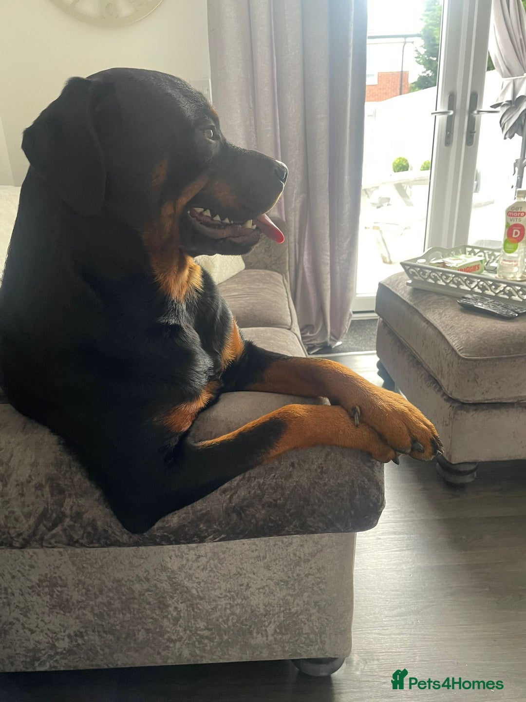 Rottweiler dogs for stud: Rottweiler for STUD only (not for sale/rehoming) - Advert 11