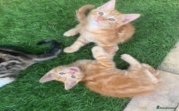 Mixed Breed cats for sale: Ginger tabby kittens - Image 6