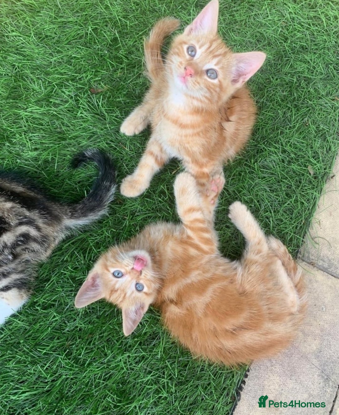 Mixed Breed cats for sale: Ginger tabby kittens - Image 6