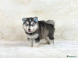 Pomsky dogs Stunning blue eyes f3 Pomsky puppies for sale - Advert 5