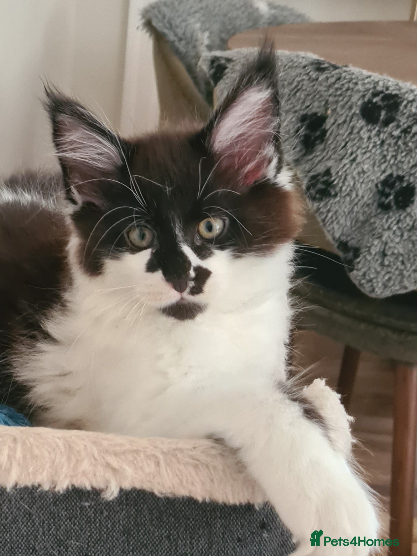 Maine Coon cats TICA Registered Maine Coon/ Polydactyl - Advert 2