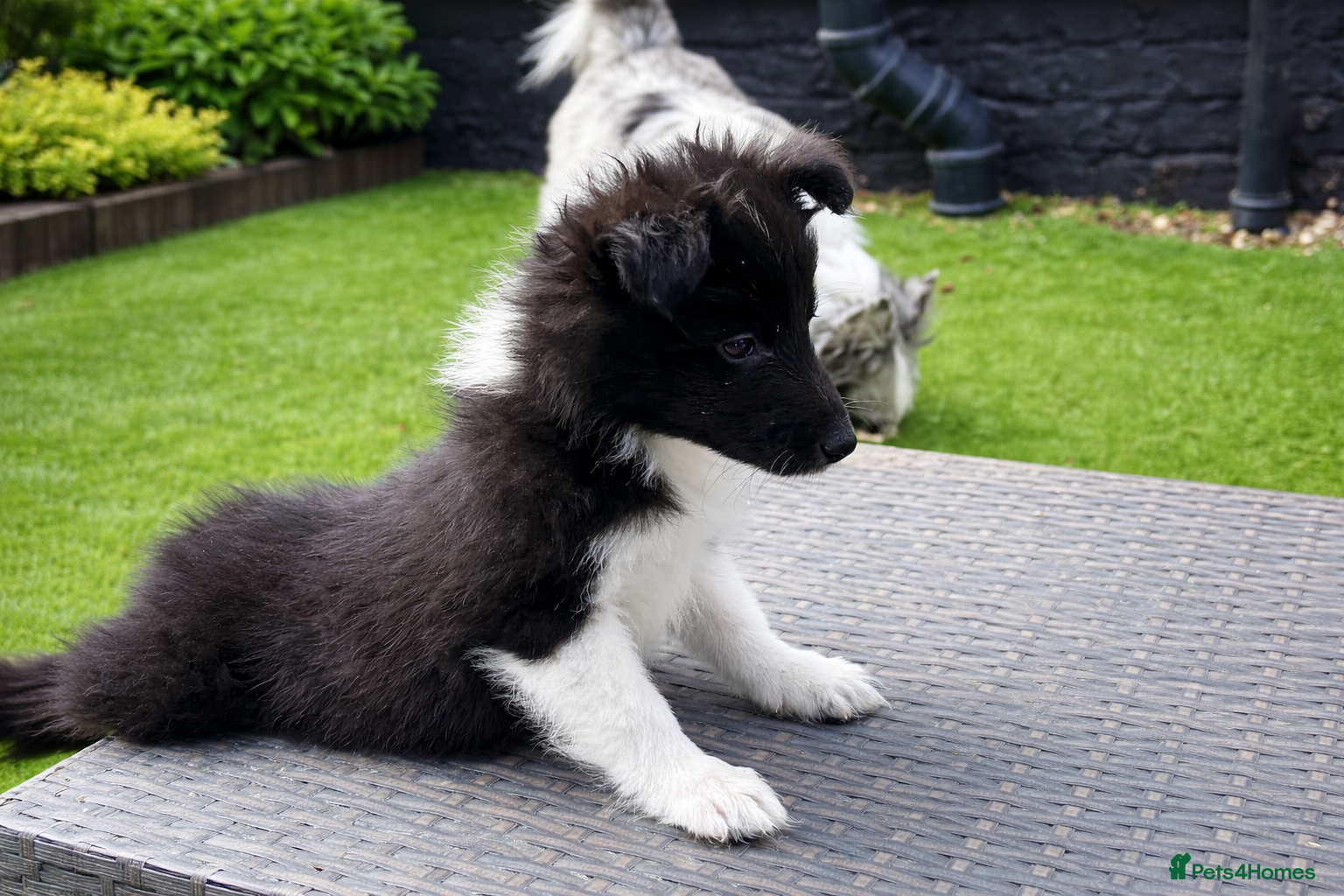 Shetland Sheepdog dogs 🖤 BI BLACK GIRL 🖤 - Advert 1