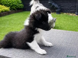 Shetland Sheepdog dogs 🖤 BI BLACK GIRL 🖤 - Advert 1
