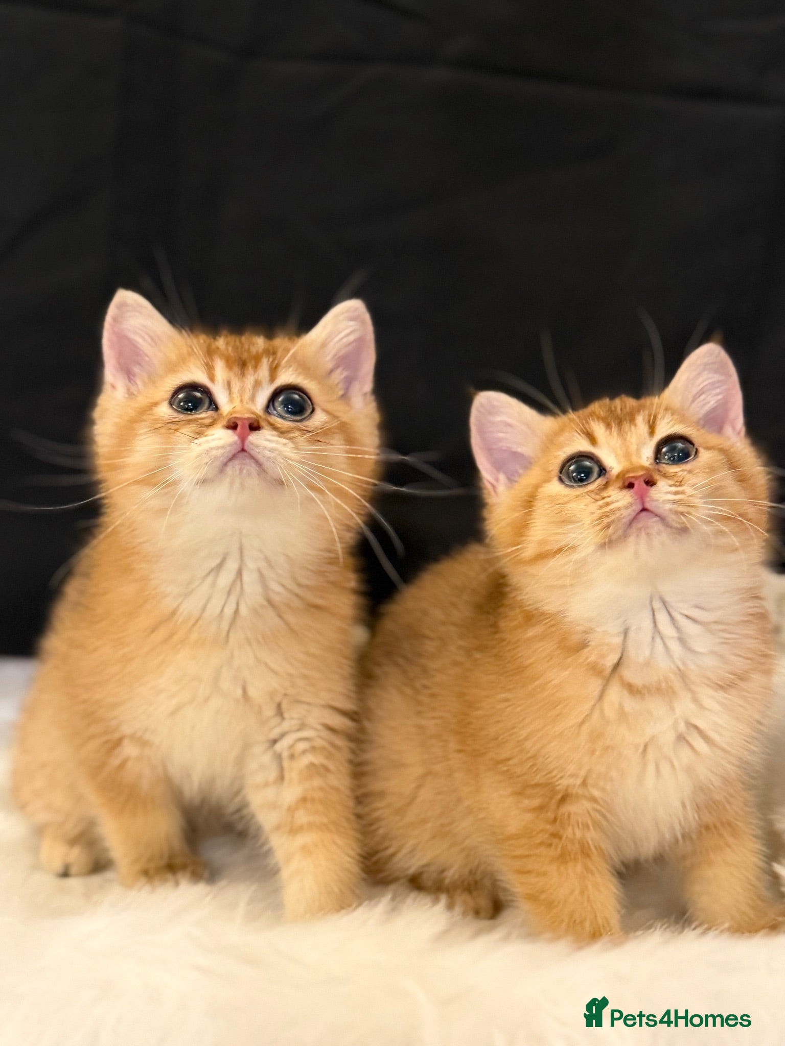 British Shorthair cats Golden & Silver BSH. 100% Pure pedigree Registered - Advert 2