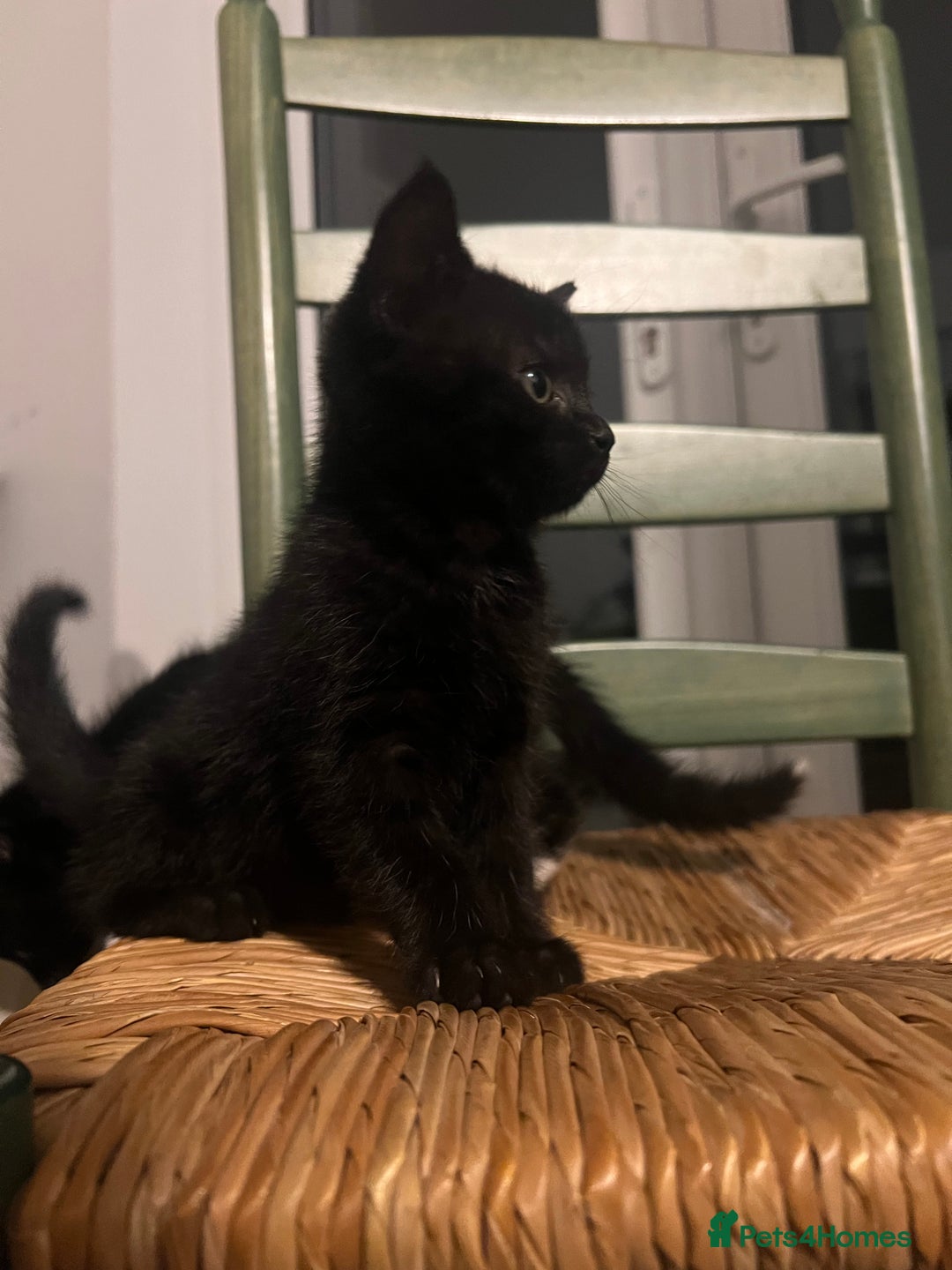 Mixed Breed cats for sale: Bengal Mix- Ready! 4/6 left  - Image 7