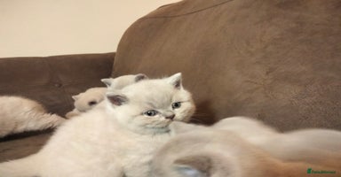 British Shorthair cats - Advert 3