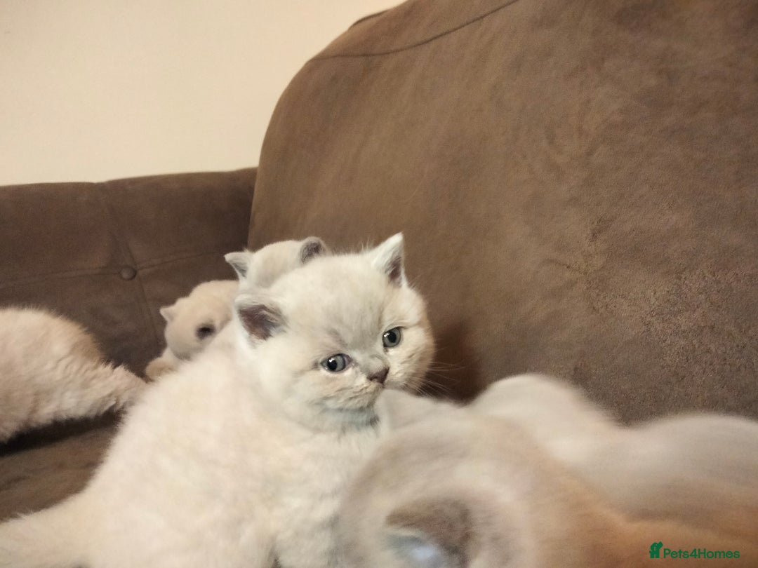 British Shorthair cats for sale: BSH lilac boys and girls, GCCF registered  - Image 4
