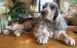 Cocker Spaniel dogs for sale: 🐶 Beautiful Show Cocker Spaniel Puppies 🐾 - Image 11
