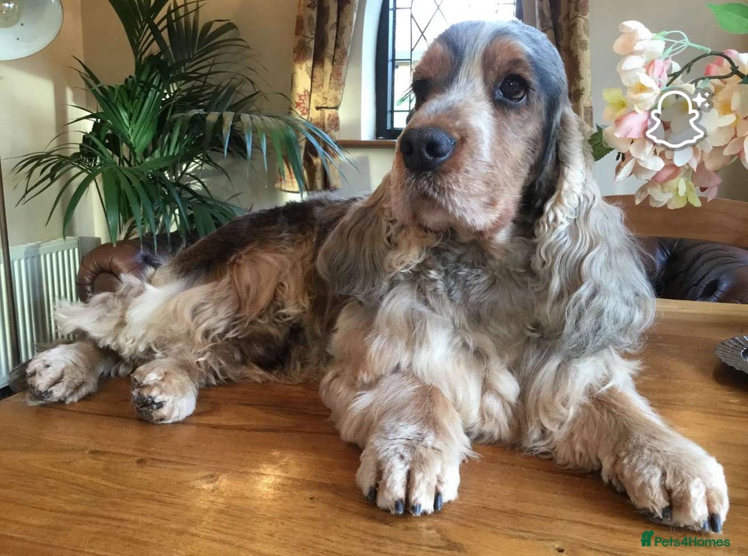 Cocker Spaniel dogs for sale: 🐶 Beautiful Show Cocker Spaniel Puppies 🐾 - Image 11