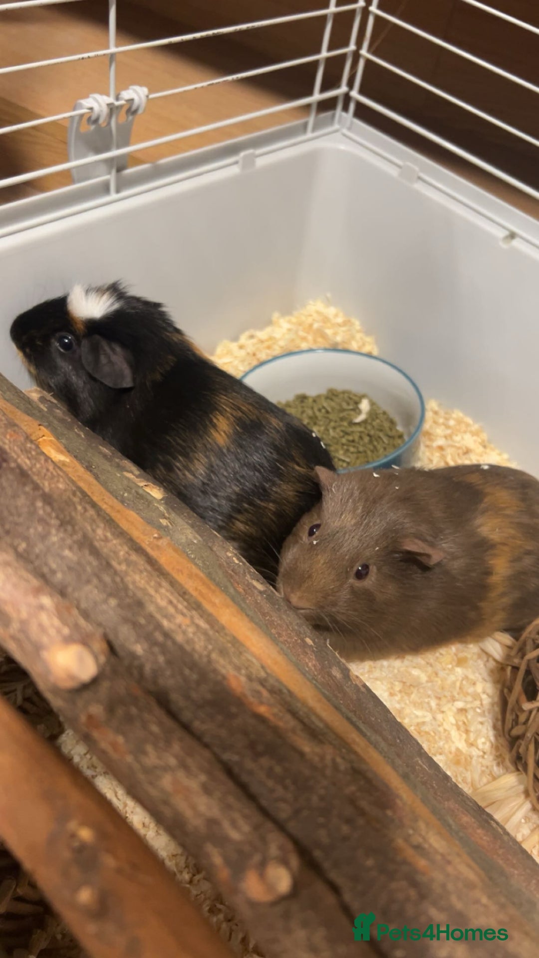 Guinea Pig rodents for sale: loving and friendly female guinea pigs - Image 8