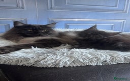 Maine Coon cats for sale: Precious little babies ❤️💙 - Image 9