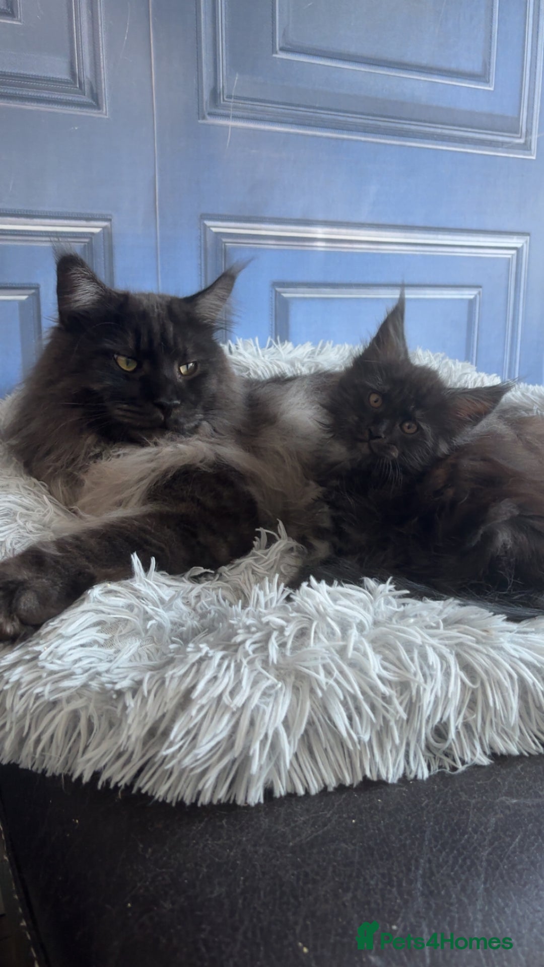 Maine Coon cats for sale: Precious little babies ❤️💙 - Image 9