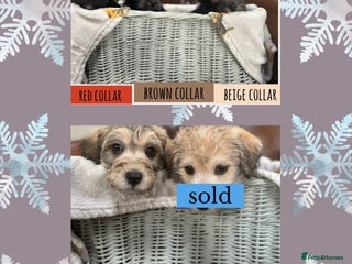 Westiepoo dogs Westiepoo puppies - Advert 2