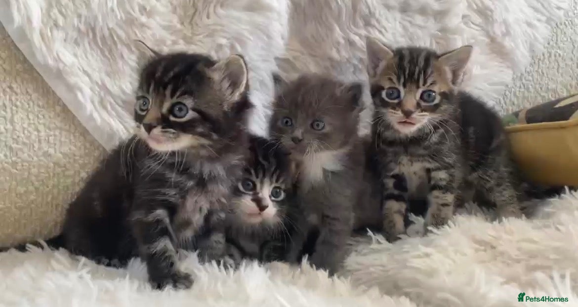 British Longhair cats The most beautiful kittens  - Advert 1
