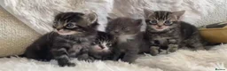 British Longhair cats for sale: The most beautiful kittens  - Advert 1