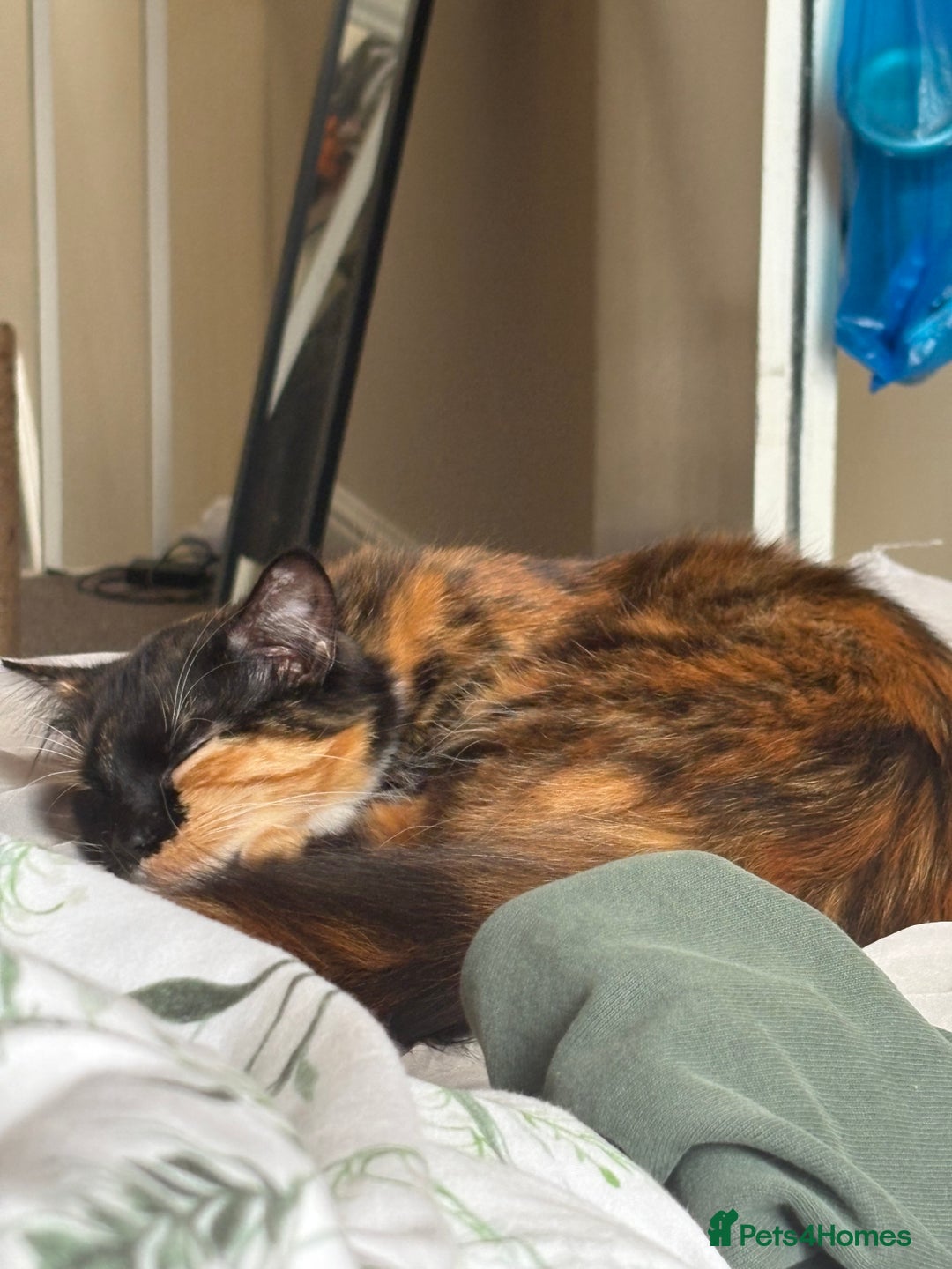 Domestic Shorthair cats for sale: 2 female bonded siblings - Image 7