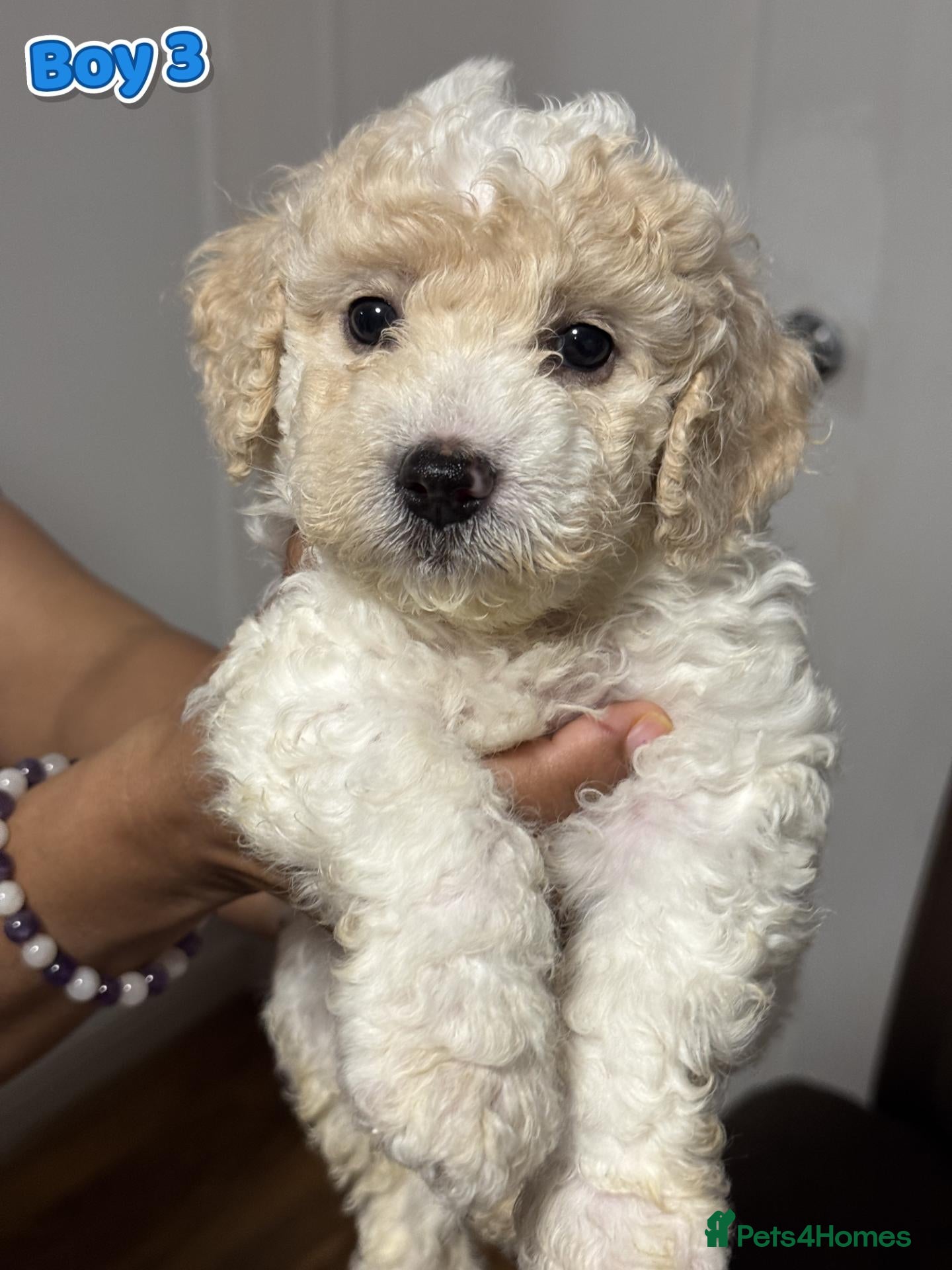 Mixed Breed dogs Adorable Bichon × Cockapoo Puppies - Only 4 Left! - Advert 2