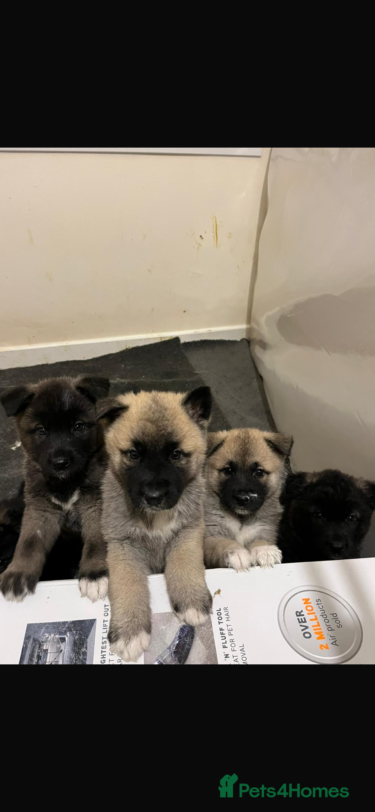 Akita dogs Akita puppies  - Advert 2