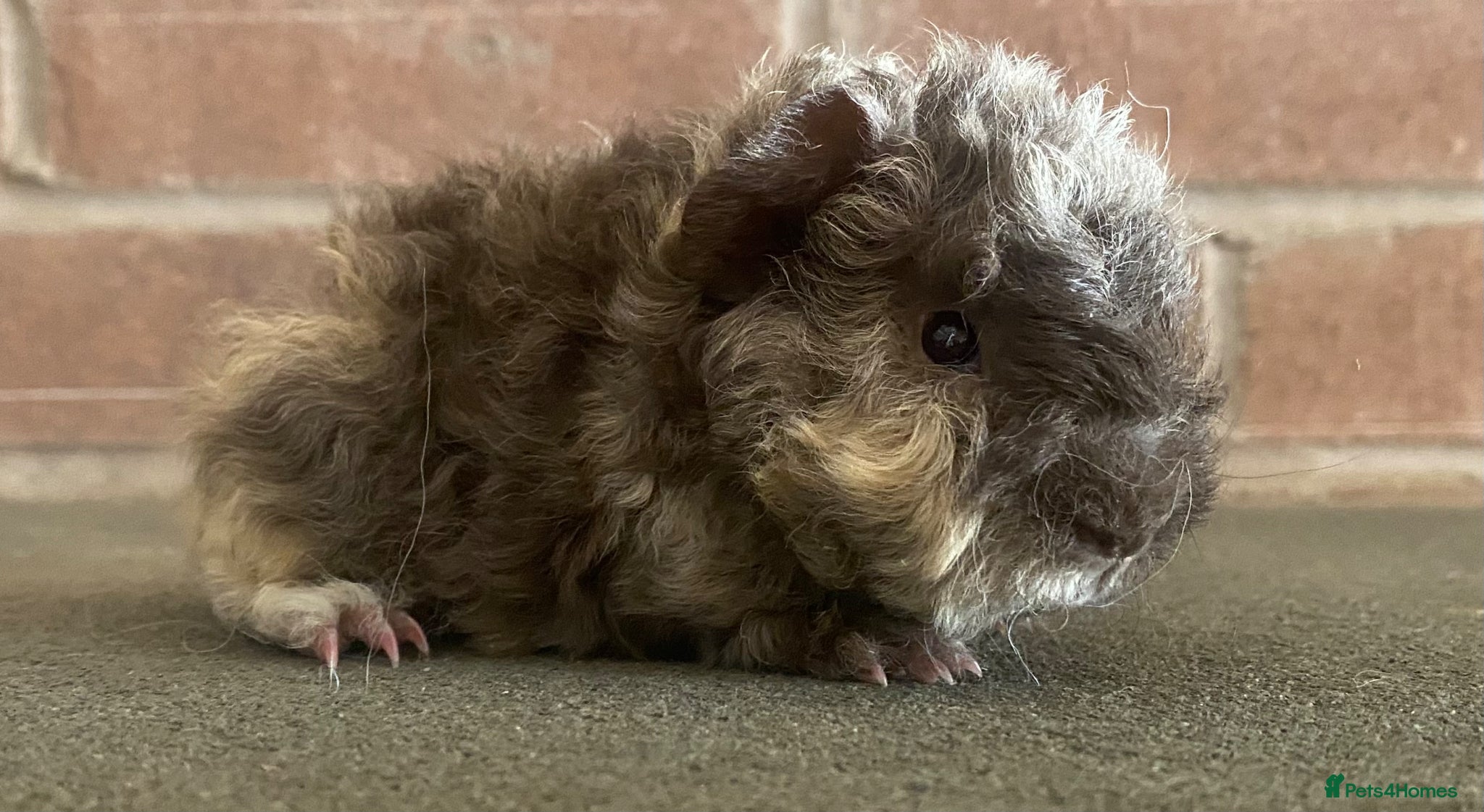 Guinea Pig rodents Pedigree Lunkarya Cali Guinea pigs  - Advert 13