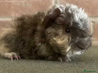 Guinea Pig rodents Pedigree Lunkarya Cali Guinea pigs - Advert 13