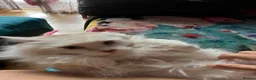 Maine Coon cats for sale: Mahoosive Maine Coon - Advert 3