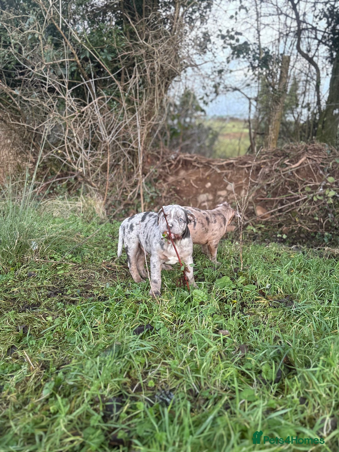 Olde English Bulldogge dogs for sale: 3 male puppy Olde English Bulldogges left - Advert 34