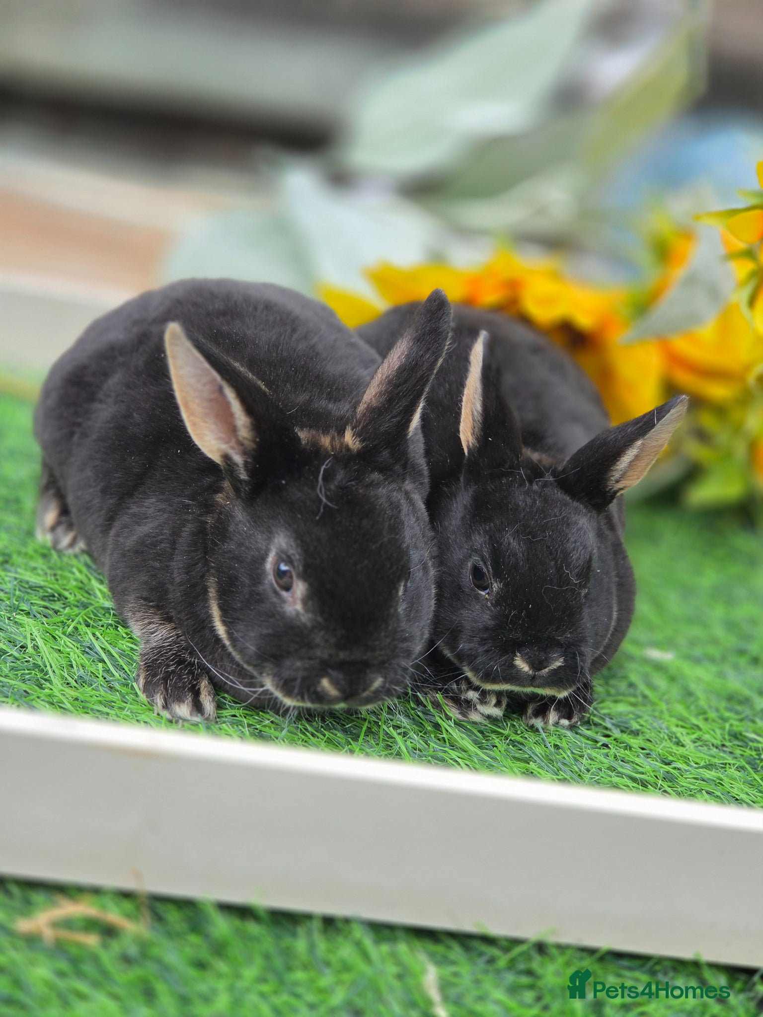 Rex rabbits READY FOR RESERVE - Advert 2