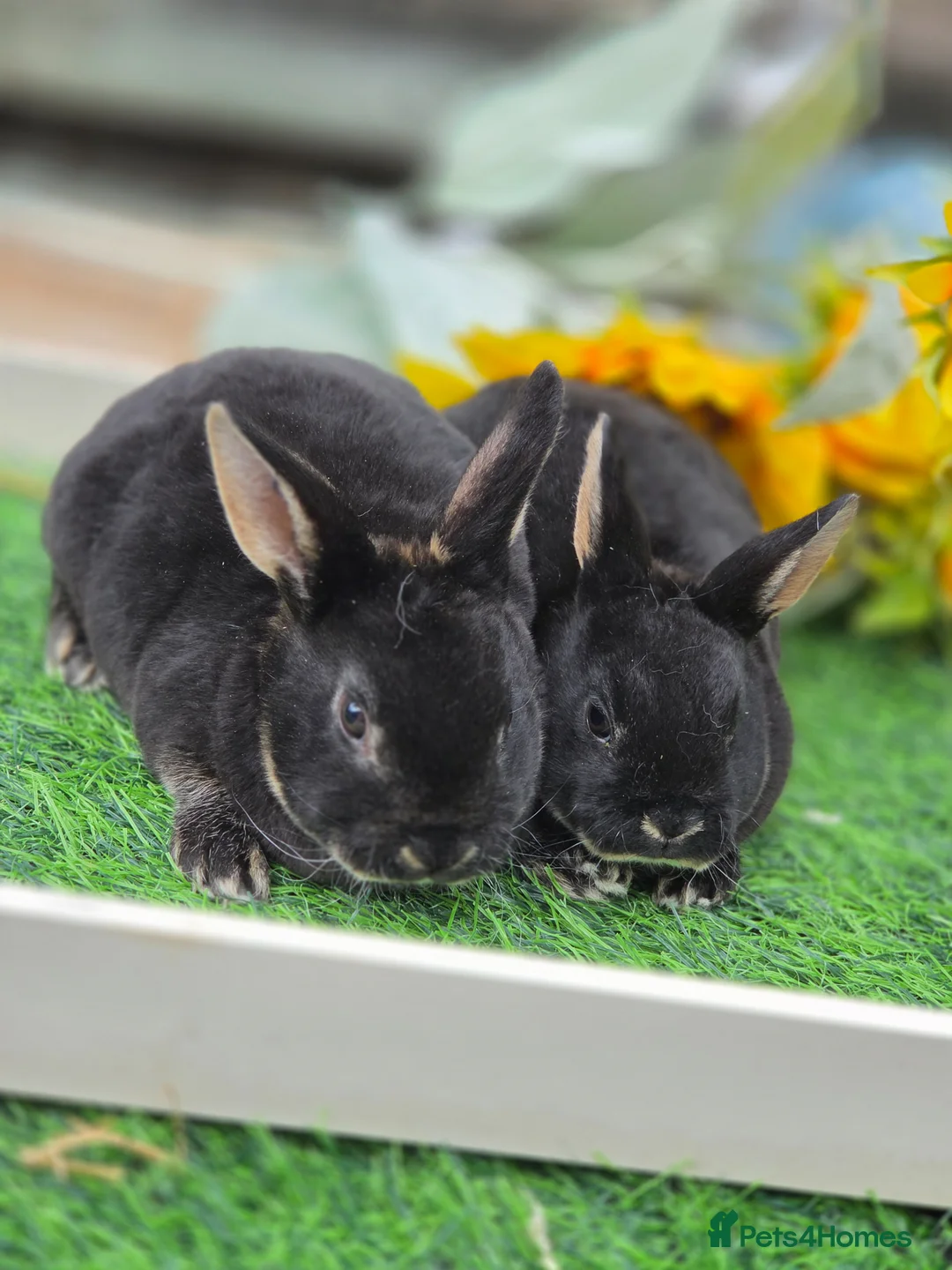 Rex rabbits for sale: READY FOR RESERVE - Advert 2