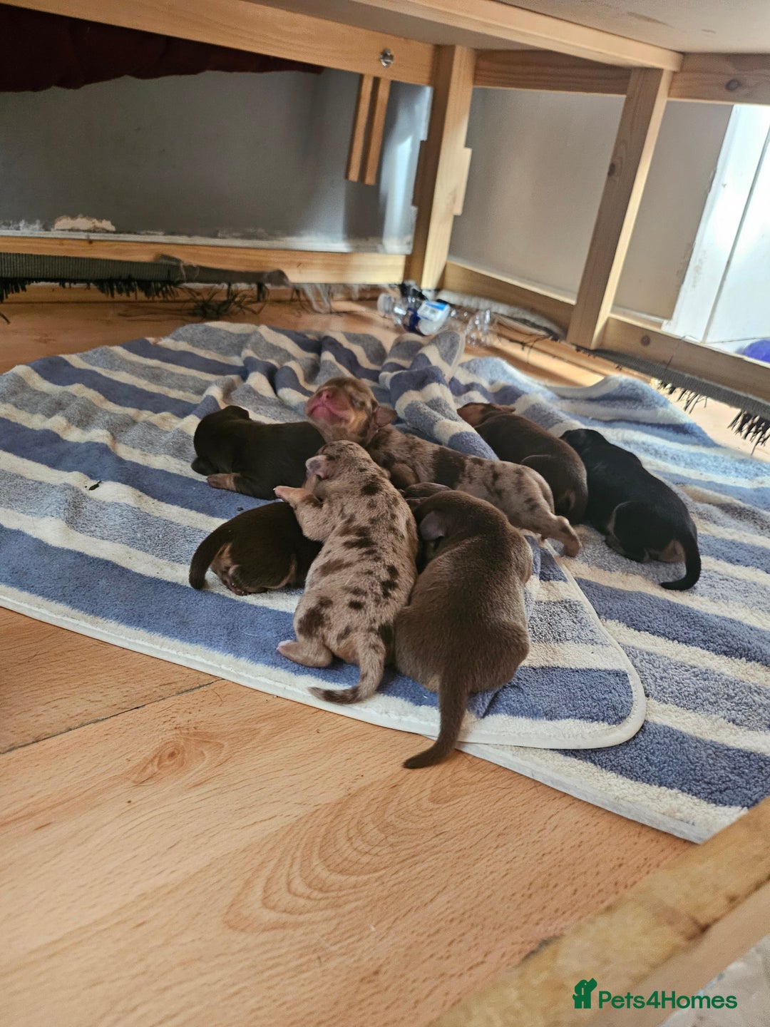 Mixed Breed dogs for sale: One lovely French Bulldog x Dachshund boy  Puppies - Image 13