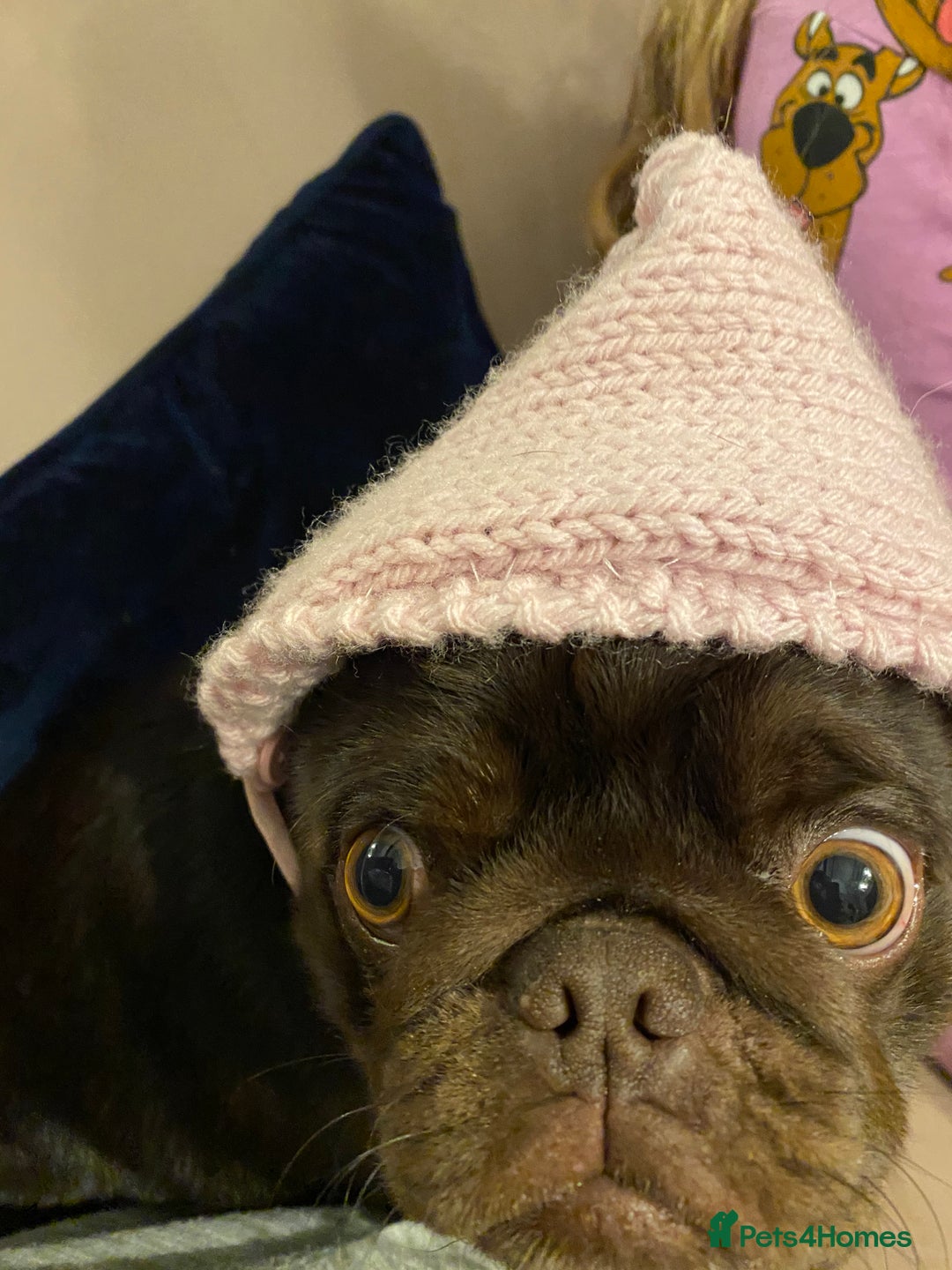 Pug dogs for sale: Chocolate Brown Pug - Image 16