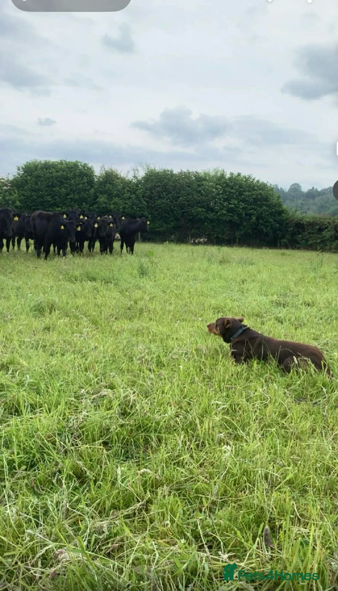 Australian Kelpie dogs for sale: Red and Tan Australian Kelpie Puppies in Knighton - Advert 16