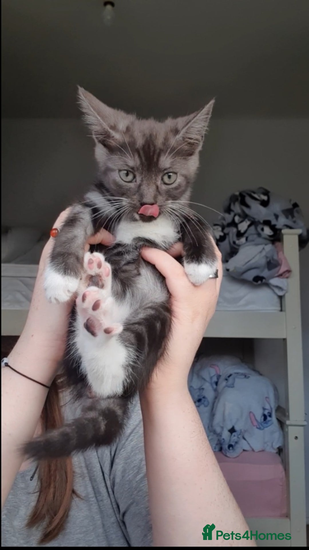 British Shorthair cats for sale: 5 British short hair cross silver bengle kittens - Image 9