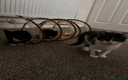 Maine Coon cats for sale: Main coon cross kittens  - Image 2