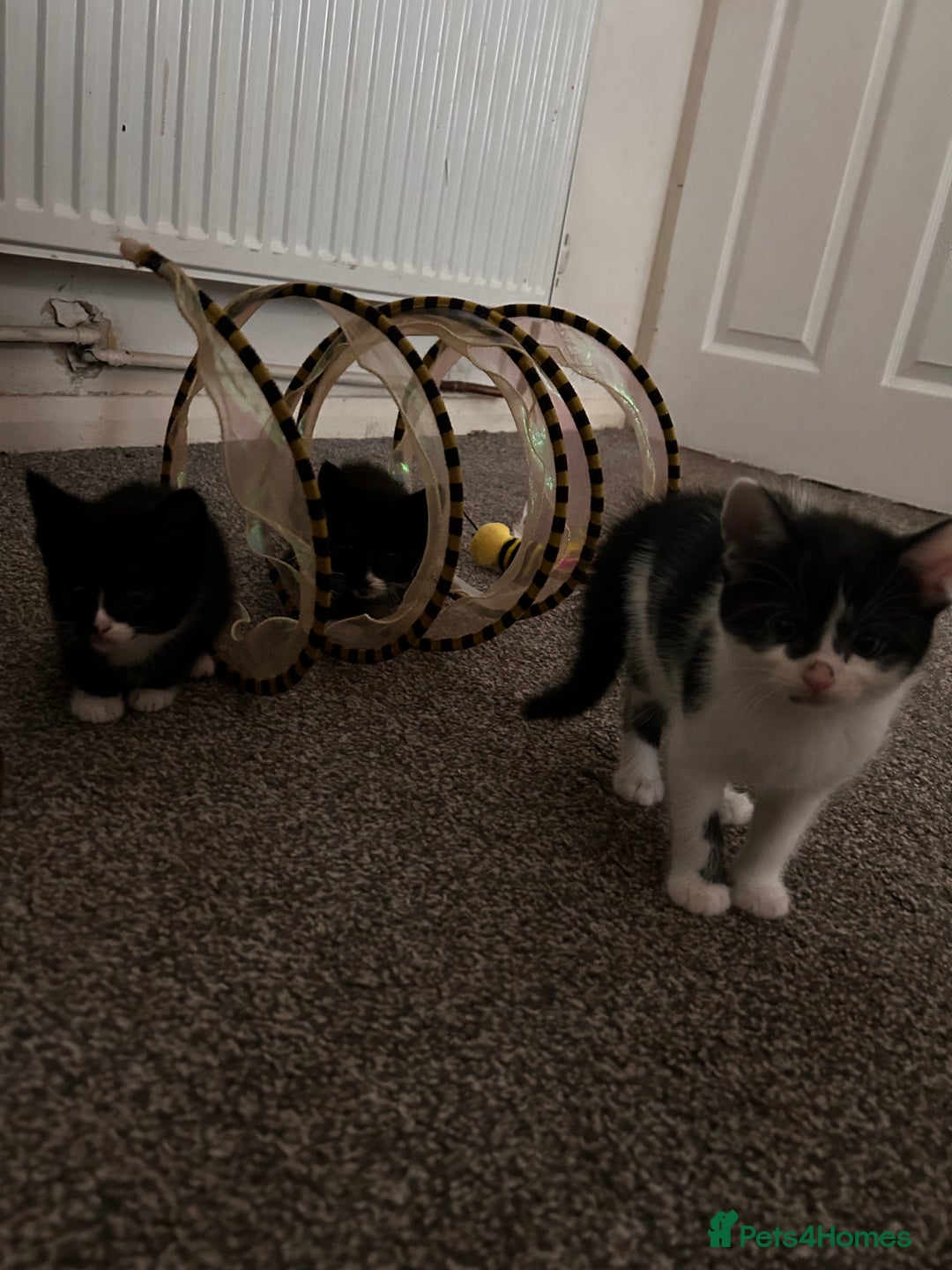 Maine Coon cats for sale: Main coon cross kittens  - Image 2