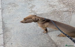 Mixed Breed dogs for sale: Beautiful Gaia - Image 3