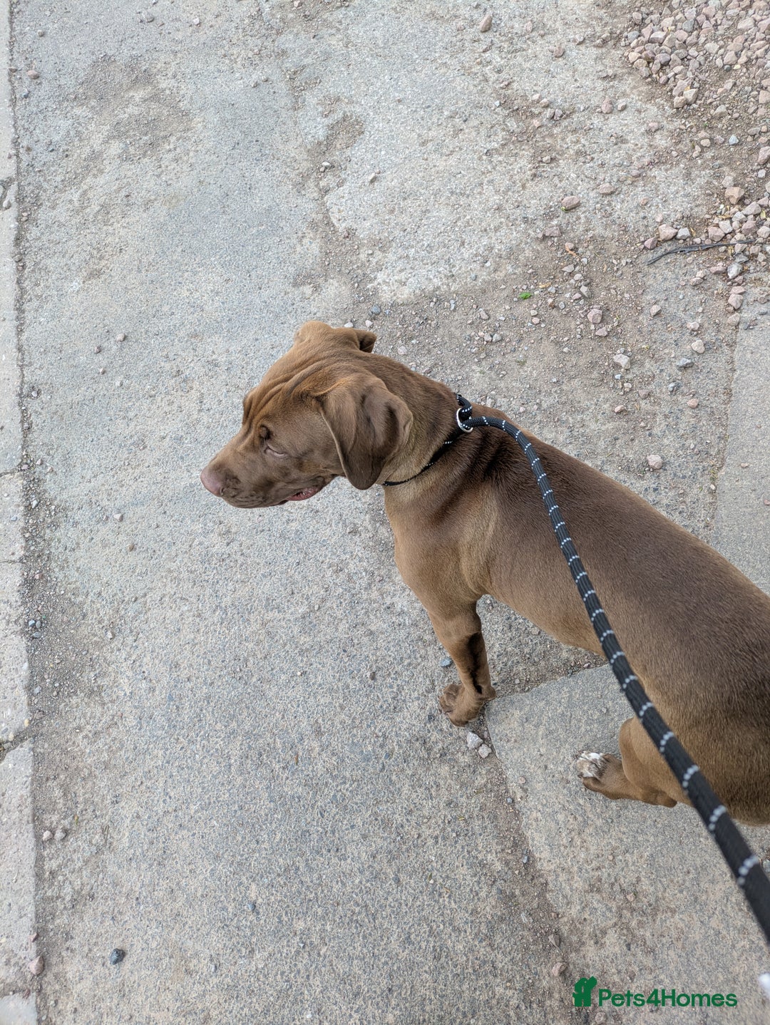 Mixed Breed dogs for sale: Beautiful Gaia - Image 3