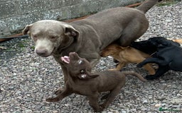 Labrador Retriever dogs for sale: Labrador Pupsfor Sale – Yellow, Chocolate, Black  - Image 19