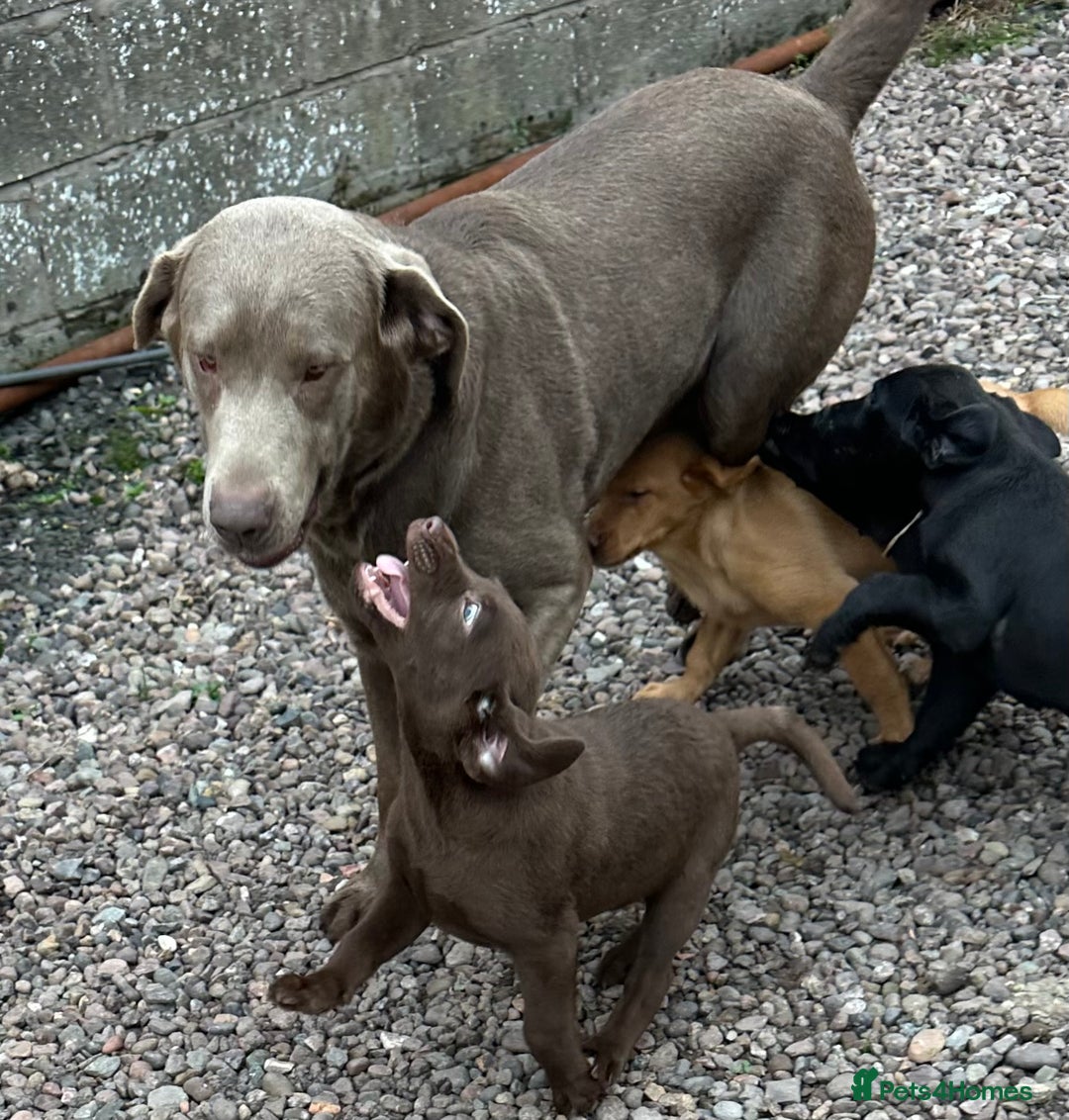Labrador Retriever dogs for sale: Labrador Pupsfor Sale – Yellow, Chocolate, Black  - Image 19