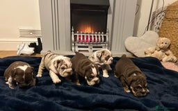 English Bulldog dogs for sale: 💖 5 Adorable English bulldog puppies 💖 - Image 1