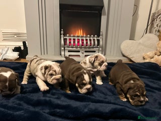 English Bulldog dogs - Advert 1