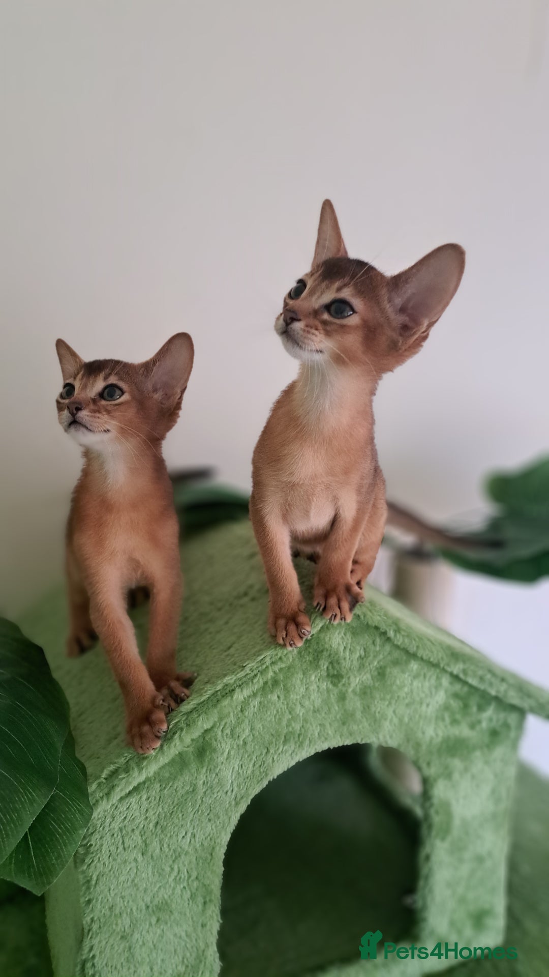 Abyssinian cats for sale: Beautiful Abyssinian Kittens - Image 5
