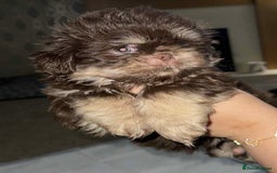 Shih Tzu dogs for sale: Imperial shih tzu pups - Image 2