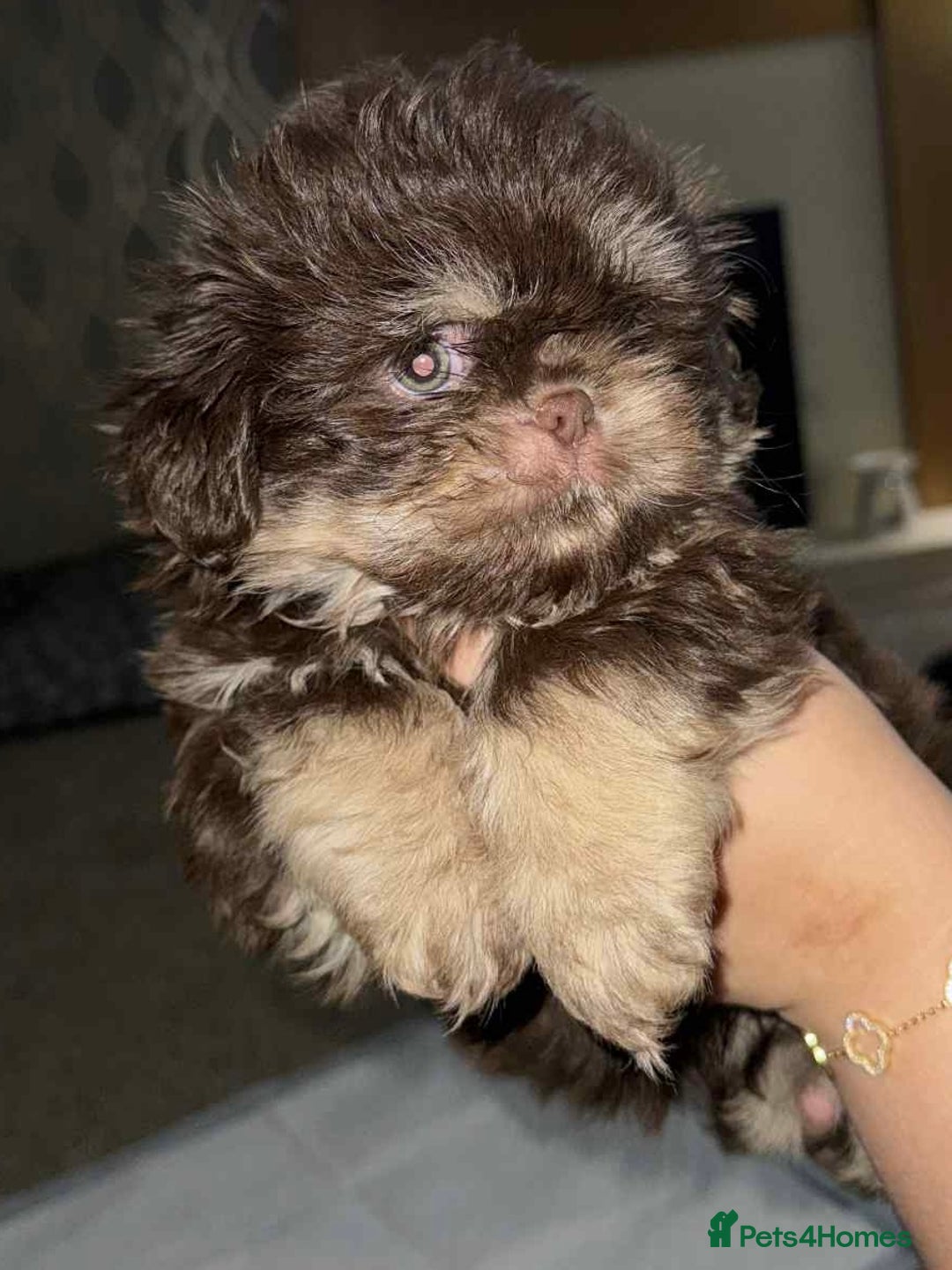 Shih Tzu dogs for sale: Imperial shih tzu pups - Image 2