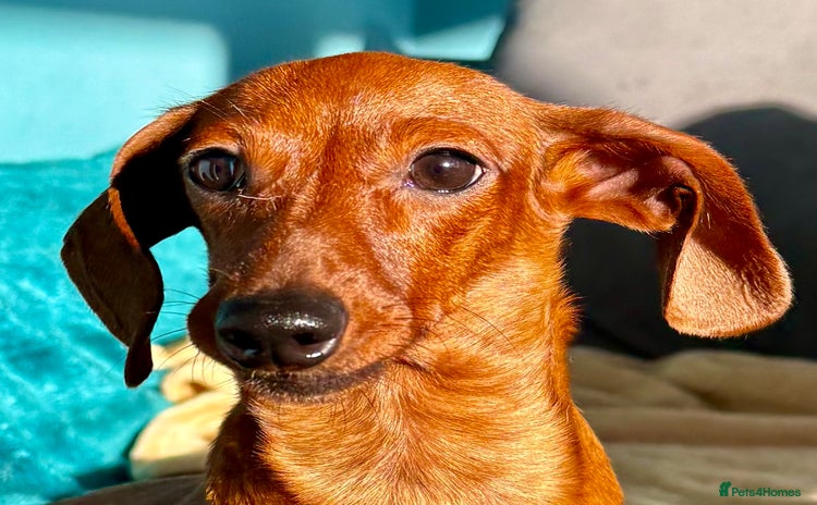 Miniature Dachshund dogs Britney - miniature Dachshund - Advert 5