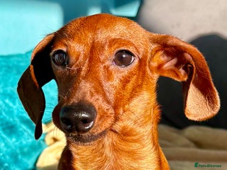 Miniature Dachshund dogs Britney - miniature Dachshund - Advert 2